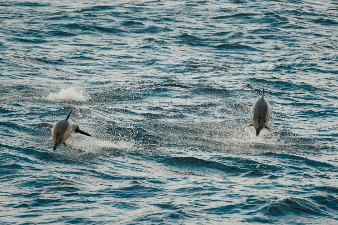 Carnet de voyage à Saint-Pierre-et-Miquelon